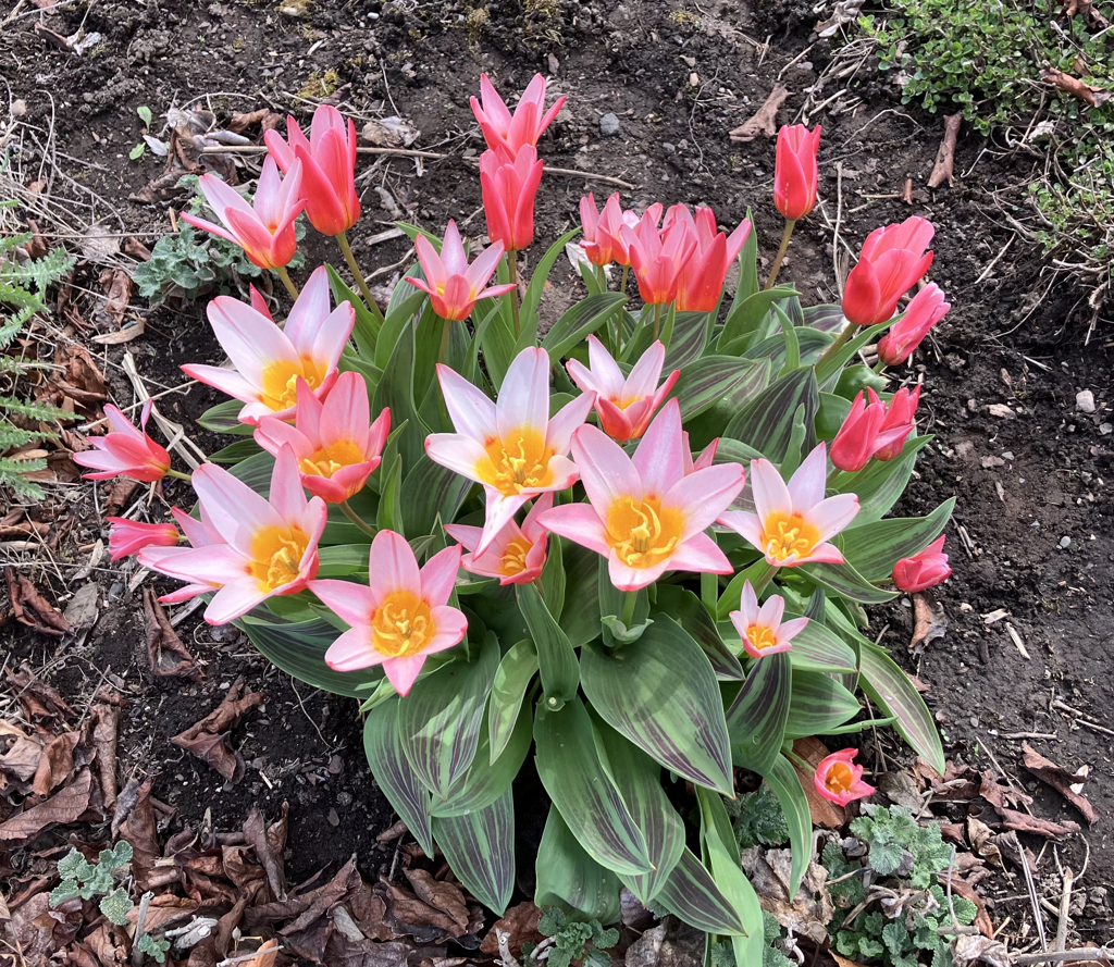 Colorful tulips with green leaves