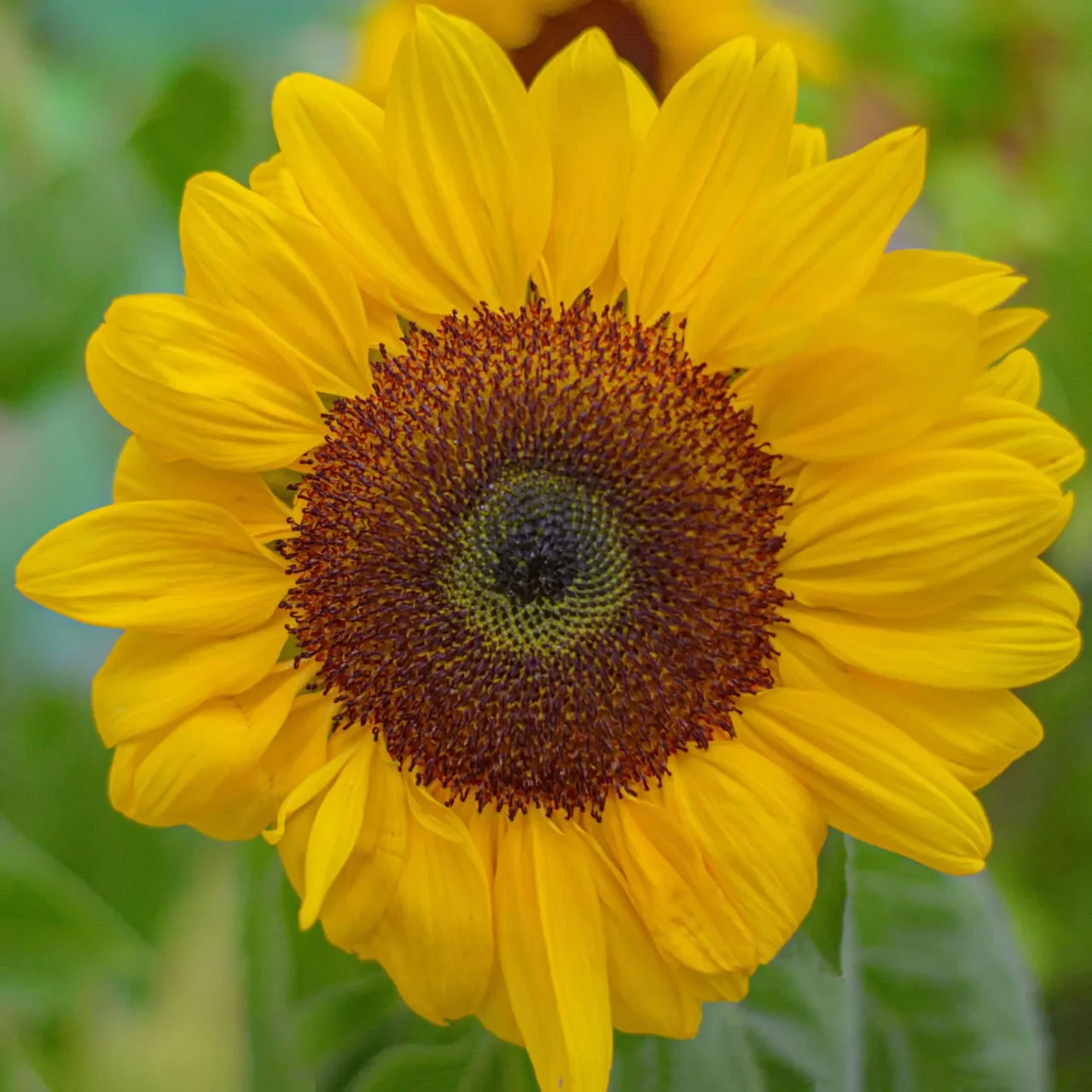 Close-up of a vibrant sunflower